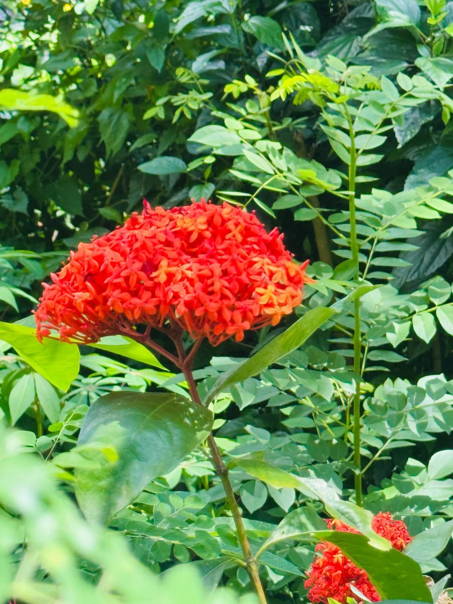River Splendour Home Stay 엘라 외부 사진